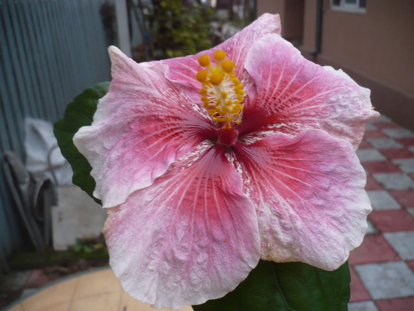 P1300754 - HIBISCUSI 2016-7