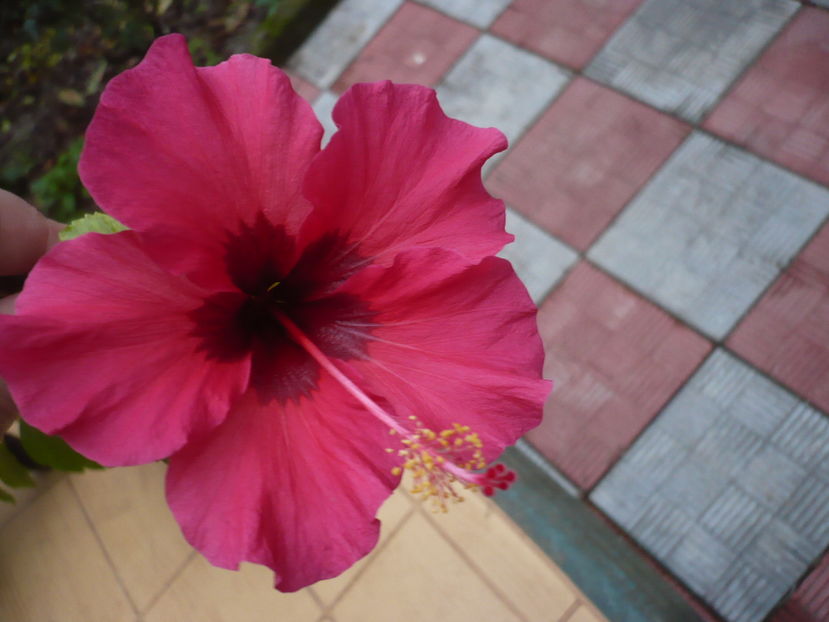 P1300778 - HIBISCUSI 2016-7