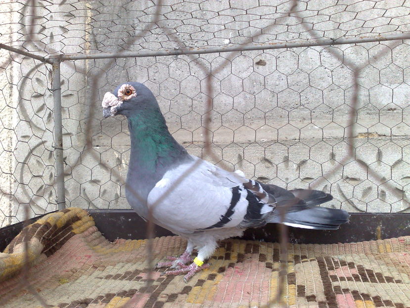 M-de la d-nul MIHAIKING