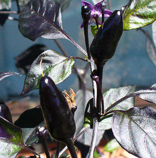 ROYAL BLACK - SEMINTE ARDEI IUTE CHILI