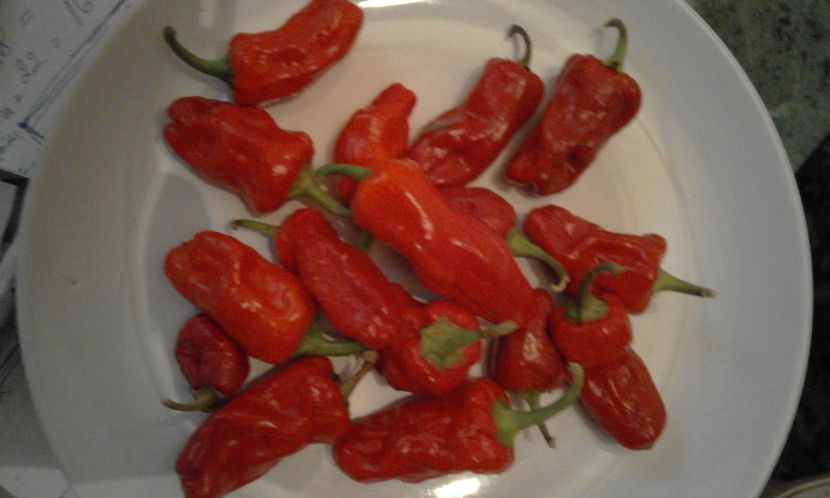 INFERNO - SEMINTE ARDEI IUTE CHILI