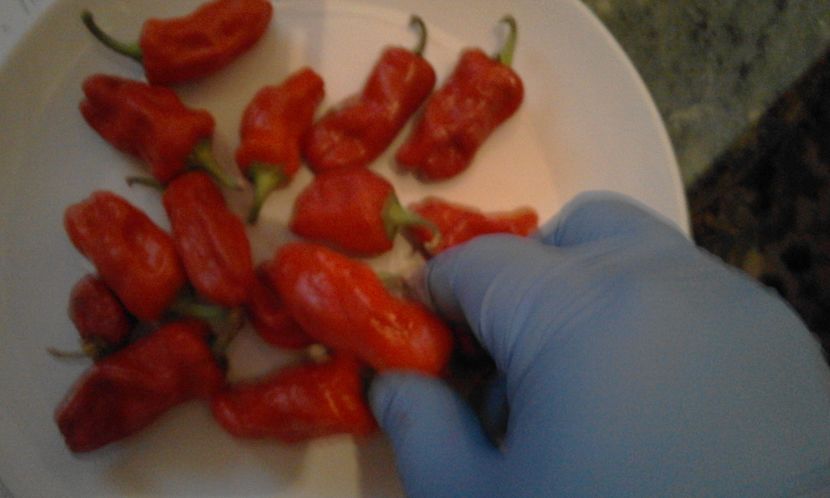 INFERNO - SEMINTE ARDEI IUTE CHILI
