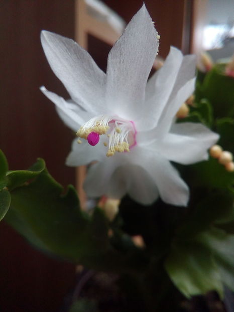  - Schlumbergera