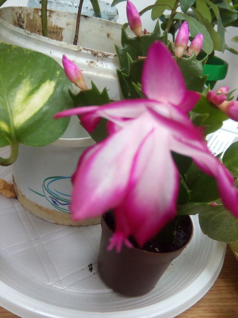  - Schlumbergera