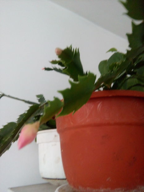  - Schlumbergera