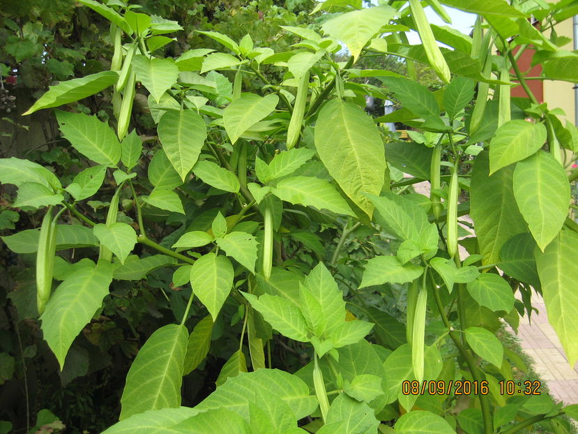 Picture 7184 - 3 BRUGMANSIA