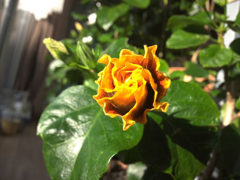 ..am lovit bobocelul din greseala ..