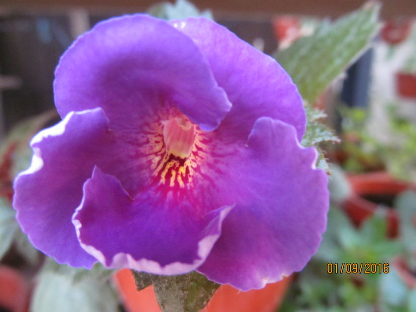 Arletta Blue - ACHIMENES