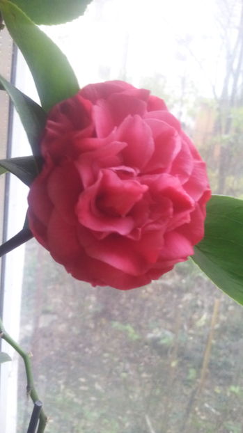 Camelia
