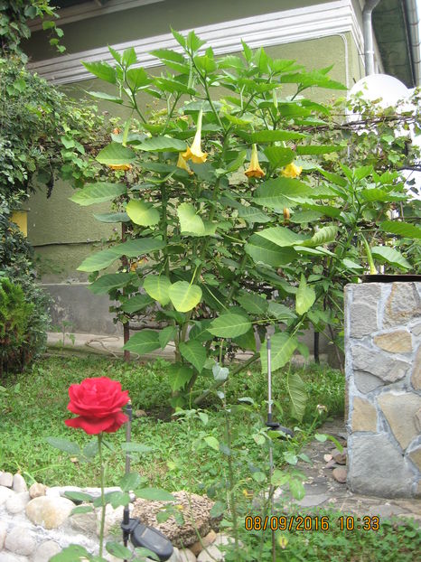 Picture 7185 - 3 BRUGMANSIA