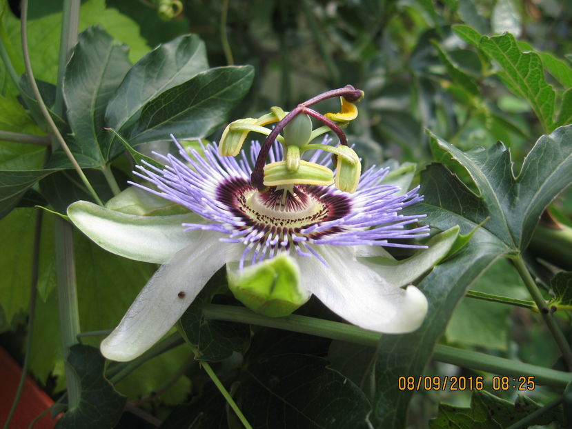 Picture 7180 - Passiflora caerulea