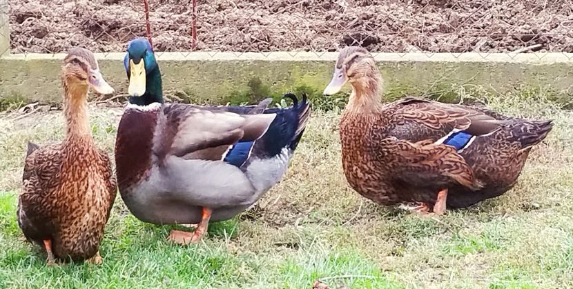 aviary-image-1477305153530