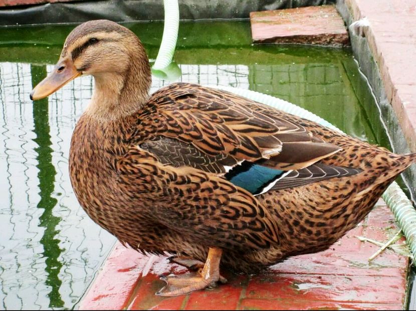 aviary-image-1477928218680