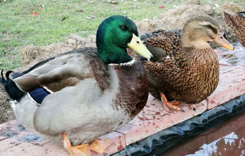 aviary-image-1477928321194