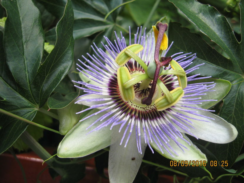 Picture 7181 - Passiflora caerulea