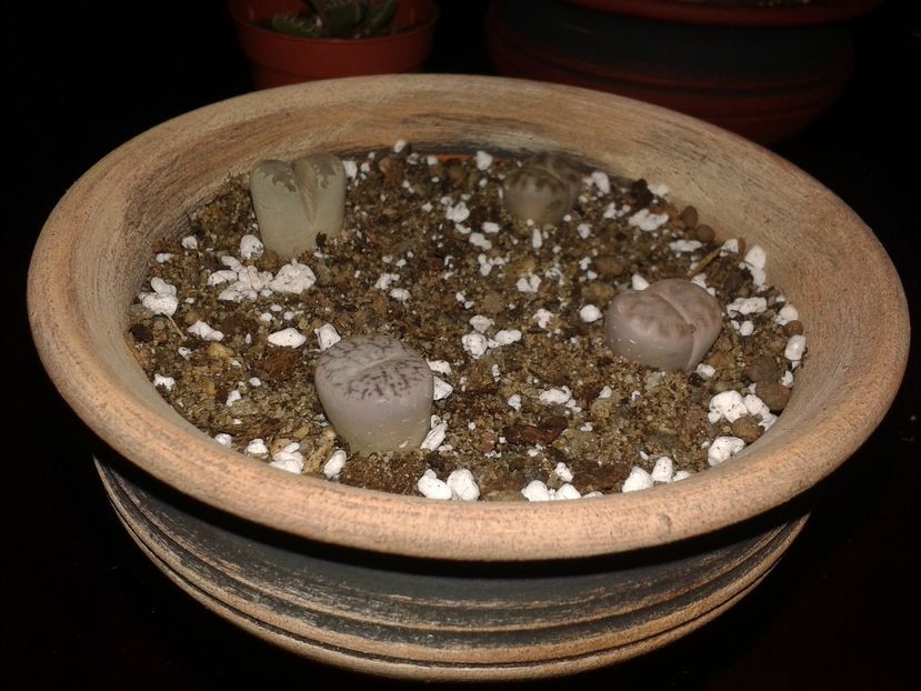  - Lithops