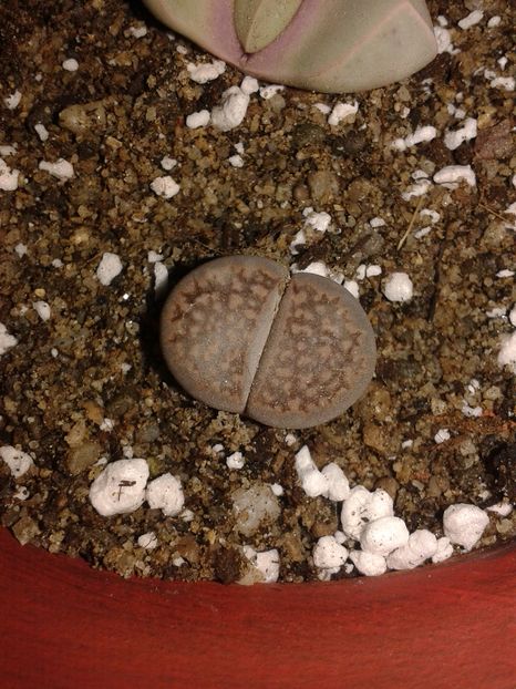 Lithops hallii - Lithops