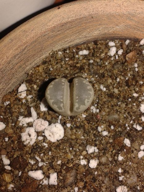 Lithops oetzeniana