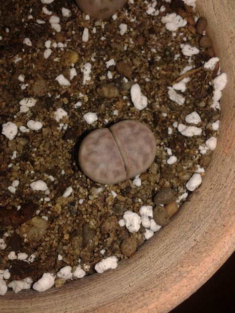 Lithops karasmontana v. aiaiensis - Lithops