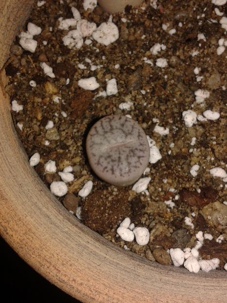 Lithops pseudotruncatella - Lithops