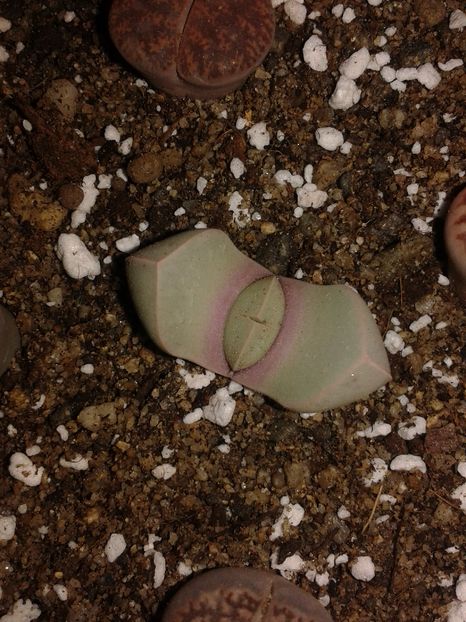 Lapidaria margarethae - Lapidaria