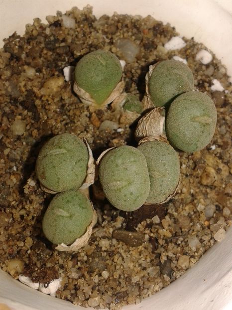 Conophytum truncatum