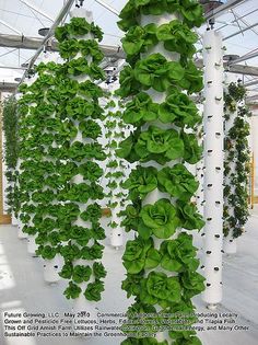 vertical planting - IDEI si PROIECTE DIY