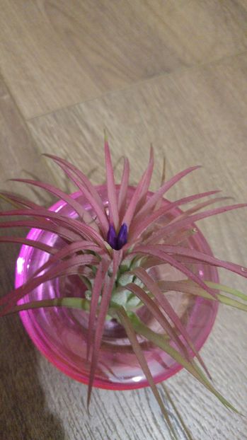 20161125_184554_HDR - Alte_Flori