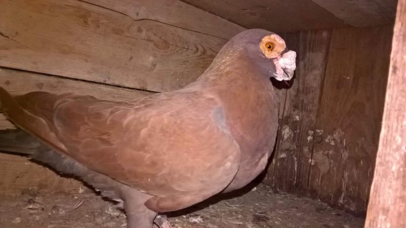  - CARUNCULATI MATCA 2017