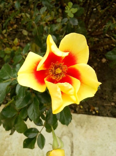 eye of the tiger - 0 TRANDAFIRI 2016