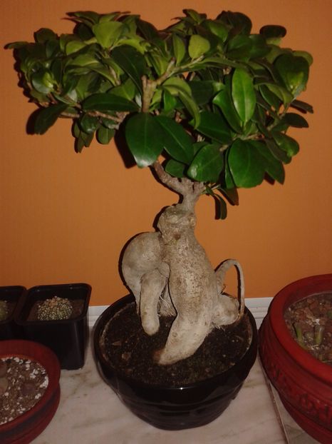 Ficus microcarpa ginseng 25.11.2016