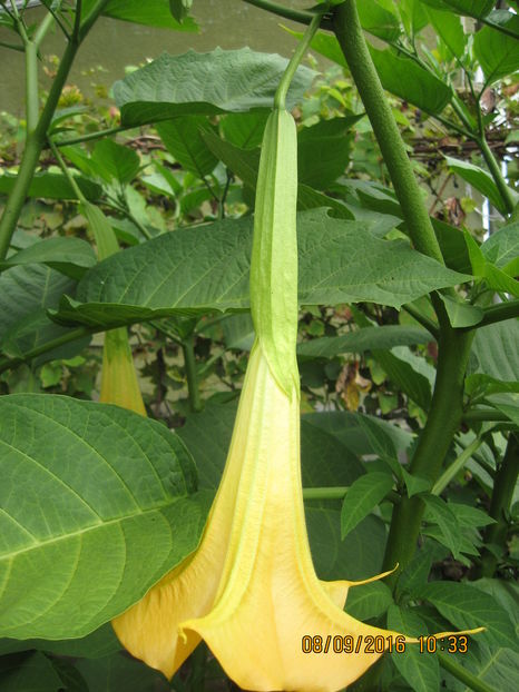 Picture 7186 - 3 BRUGMANSIA