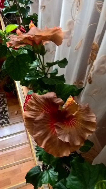  - Hibiscus Tahitian Burning Sands