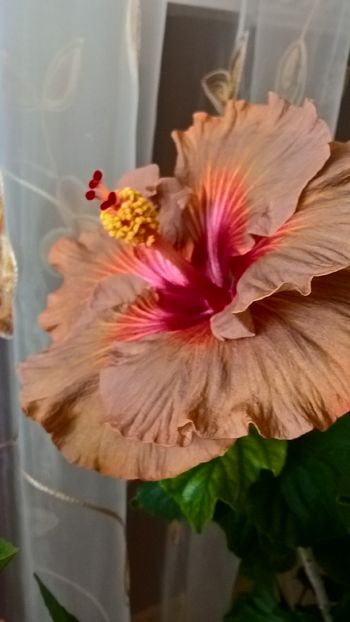  - Hibiscus Tahitian Burning Sands