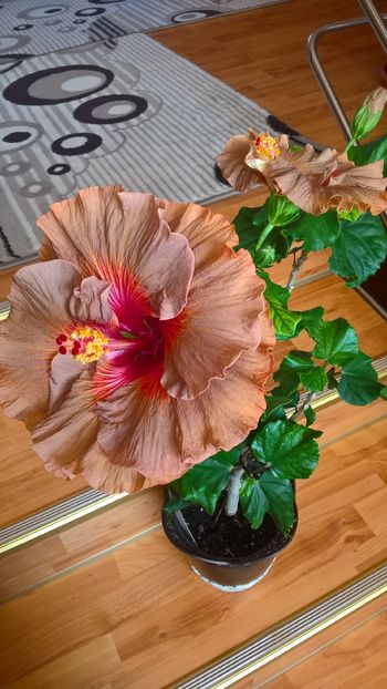  - Hibiscus Tahitian Burning Sands