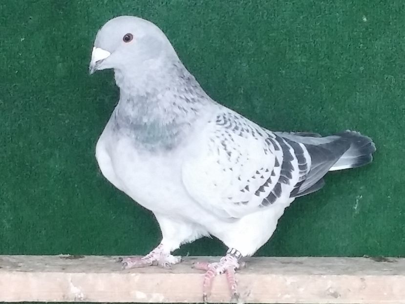 F 2016 - Porumbei standard vanduti