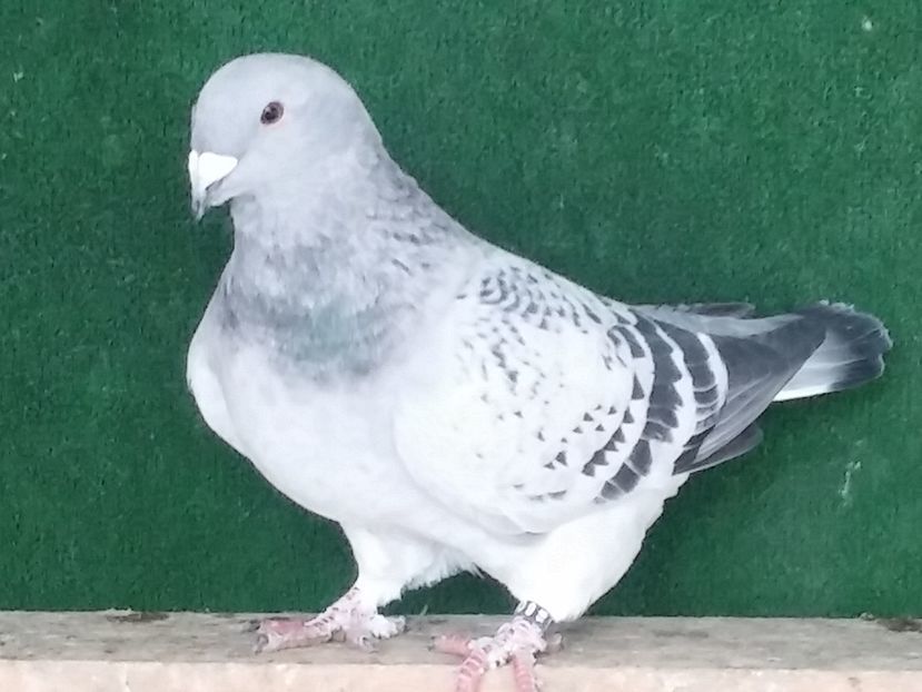  - Porumbei standard vanduti