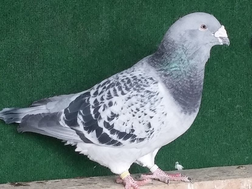  - Porumbei standard vanduti