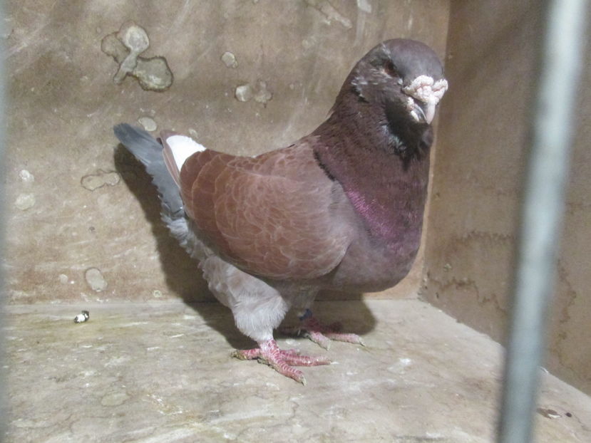 M 2012 vandut - PORUMBEI VANDUTI