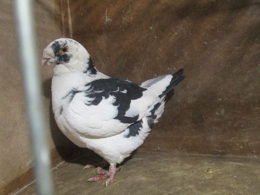 M 2013 vandut - PORUMBEI VANDUTI
