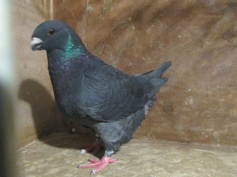 M 2016 - PORUMBEI VANDUTI