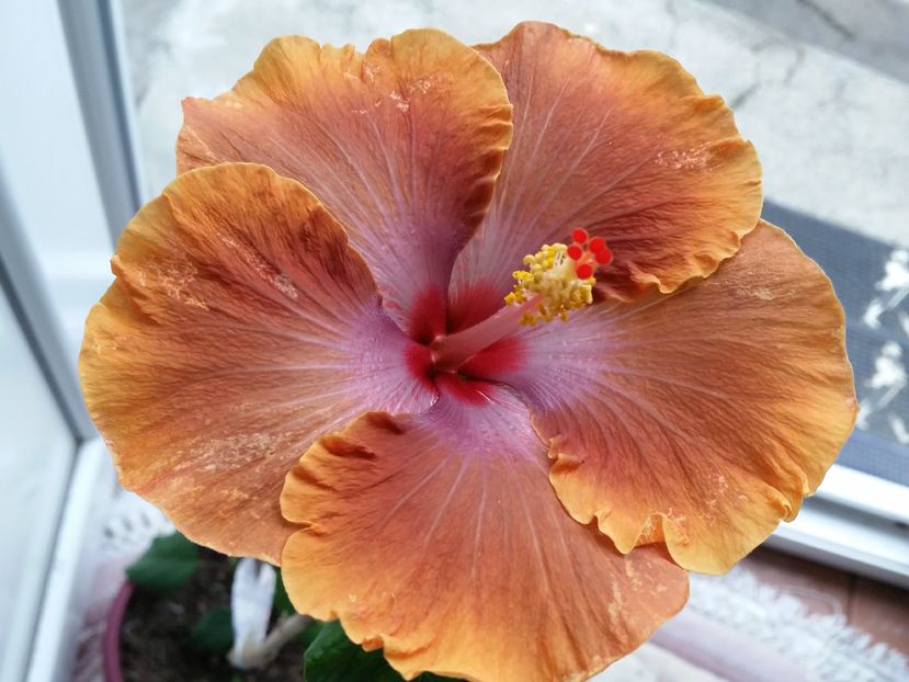  - Tahitian Sophistication