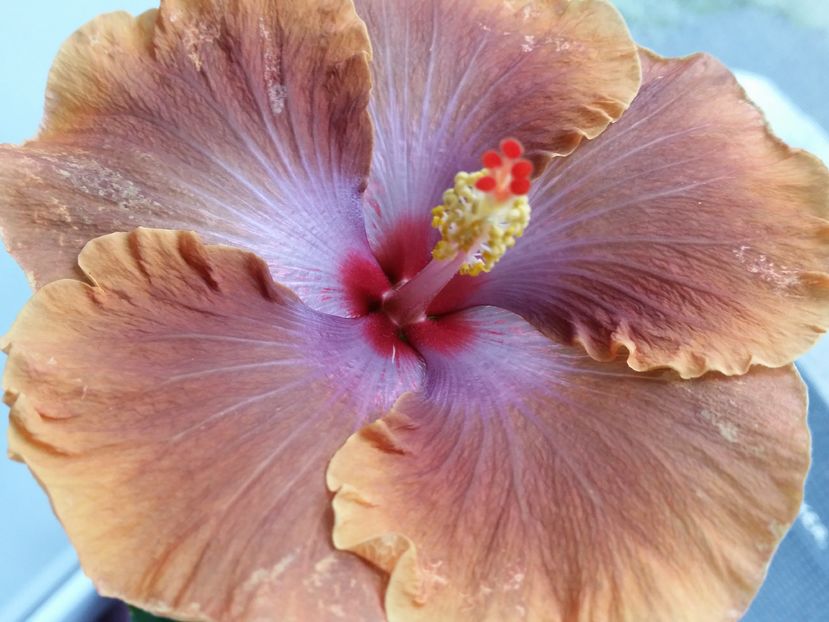  - Tahitian Sophistication