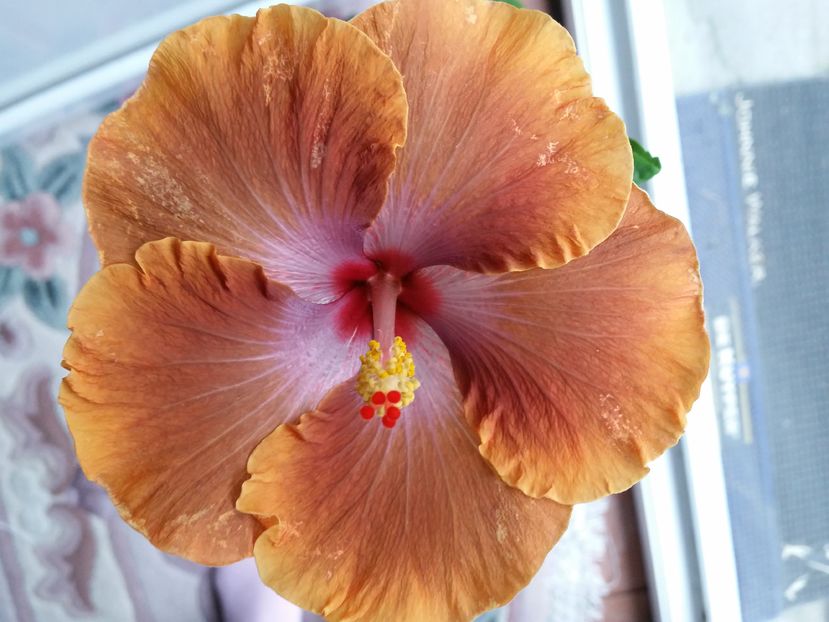 - Tahitian Sophistication