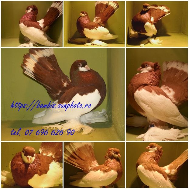 lot  volga 2016 expo; lotul de  porumbei volga pentru expozitia nationala Romexpo  9 -11.12.2016
