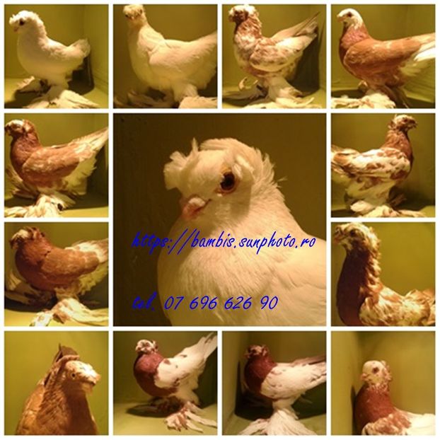 lot uzbeci 2016 expo; lotul de porumbei uzbeci pentru expozitia nationala Romexpo 9 - 11.12.2016
