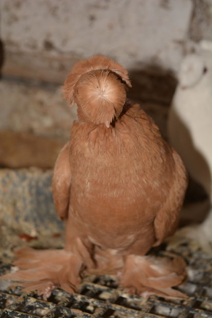 Mascul 2016 - Jucatori de Botosani Galbeni