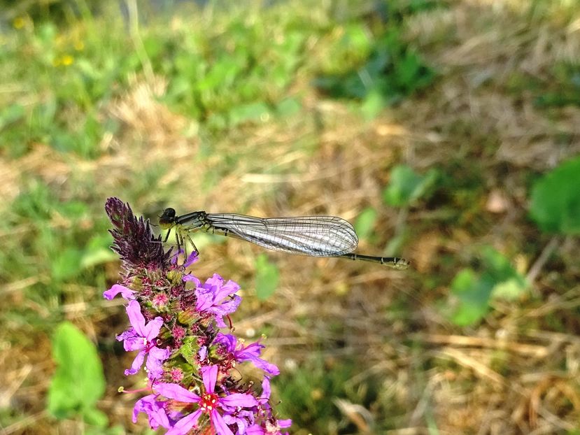 Copy of Copy of DSC09875