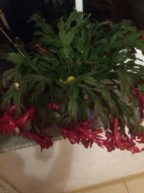 image - X-Schlumbergera