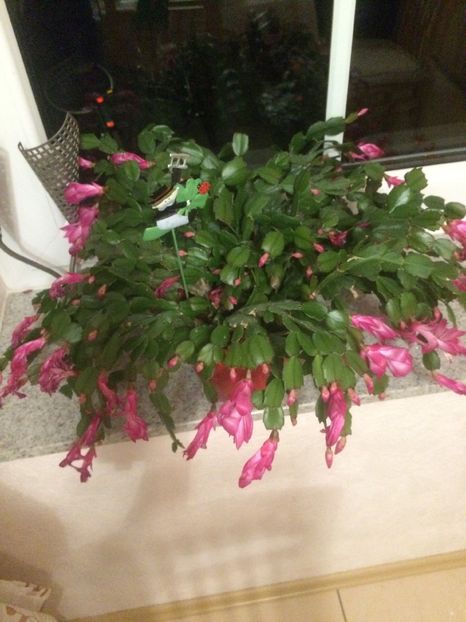 image - X-Schlumbergera